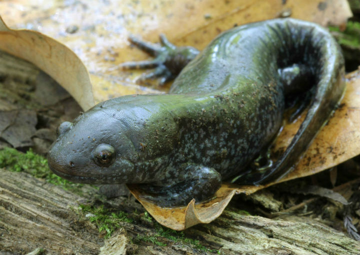 Mole Salamander